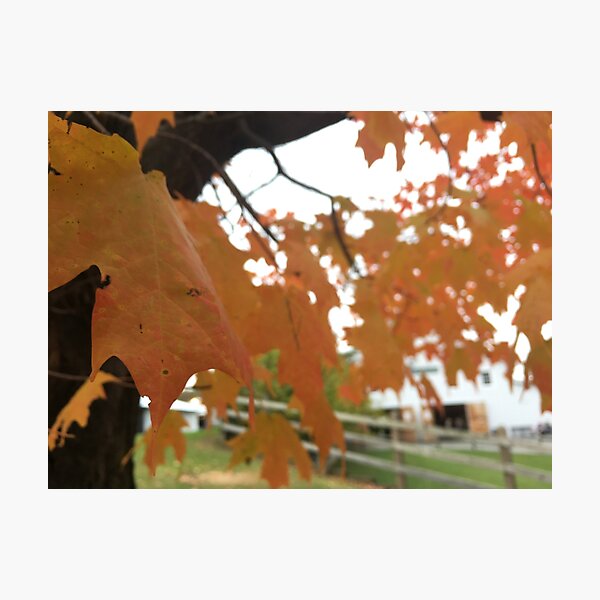 Item preview, Autumn leaves designed and sold by chiarraigrrl.