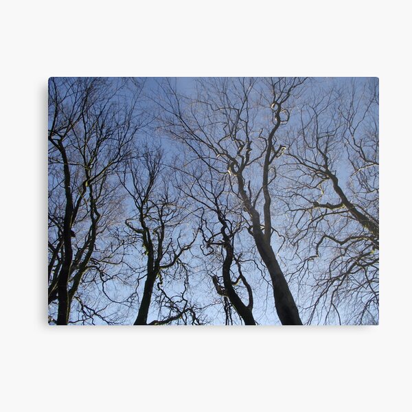 Trees in Winter Metal Print