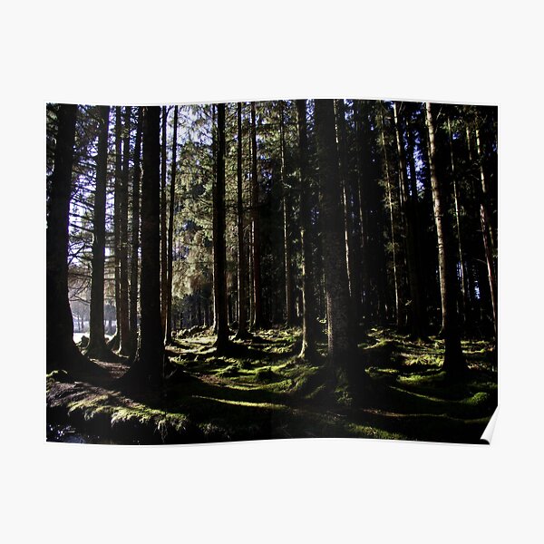 Lauriston Forest Poster
