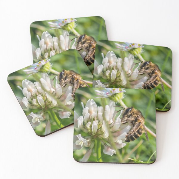 Item preview, Bee on White Clover, Orpington, UK designed and sold by Adrian Rowley.