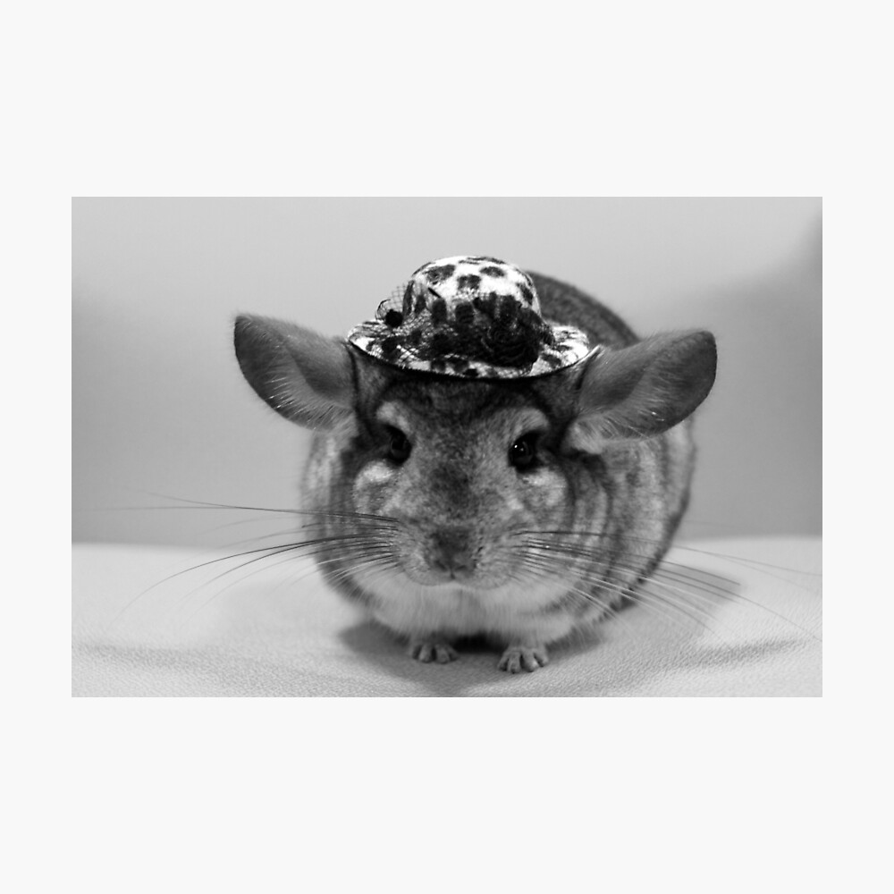 Aanvankelijk weg Correct Chinchilla with a Hat" Poster for Sale by KikiSmile | Redbubble