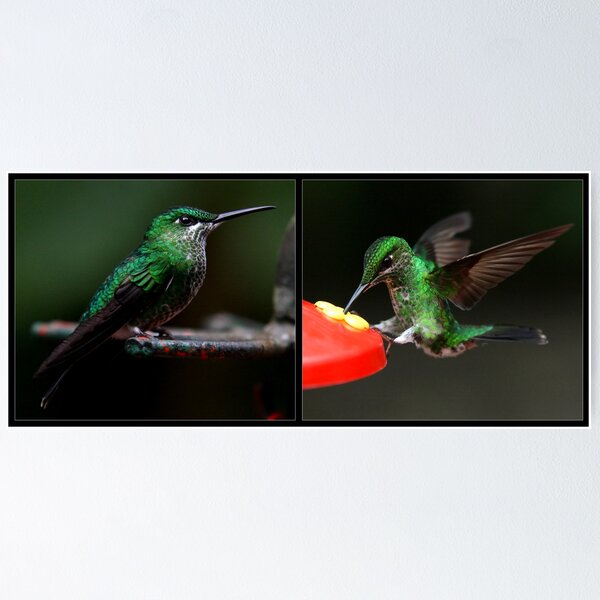 Aperçu de l'œuvre Colibris au Costa Rica créée et vendue par Ben Luck.