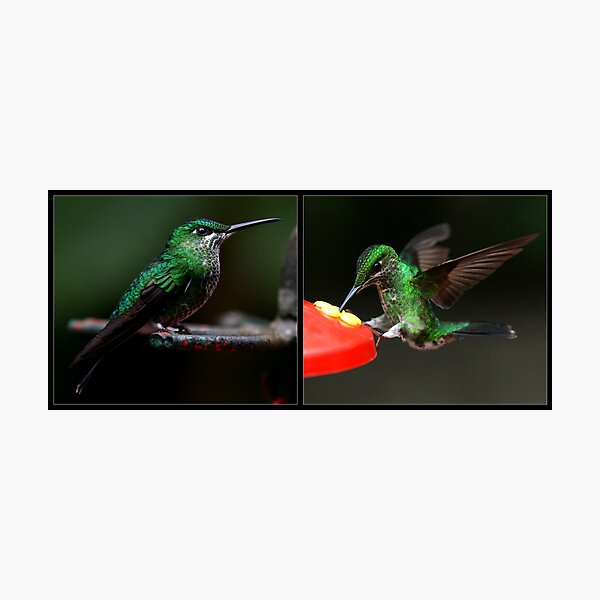 Item preview, Hummingbirds in Costa Rica designed and sold by Ben Luck.