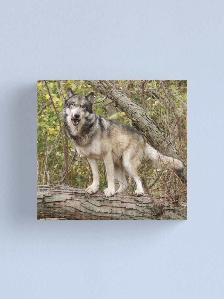 Alternate view of Ruedi the tree wolf Canvas Print