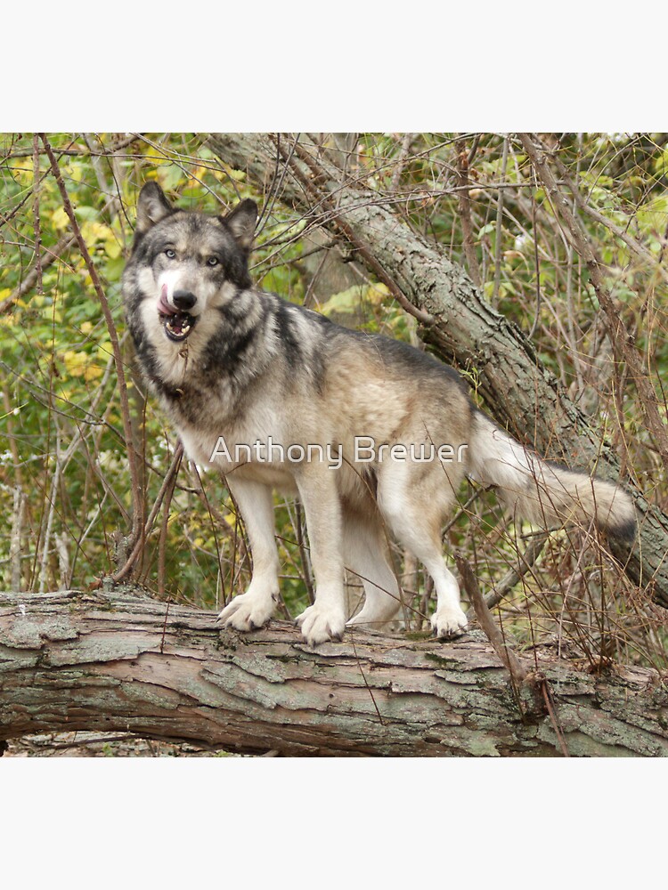 Ruedi the tree wolf by dailyanimals