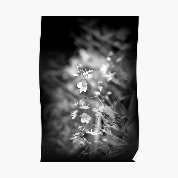 Speedwell wildflowers, black and white Poster