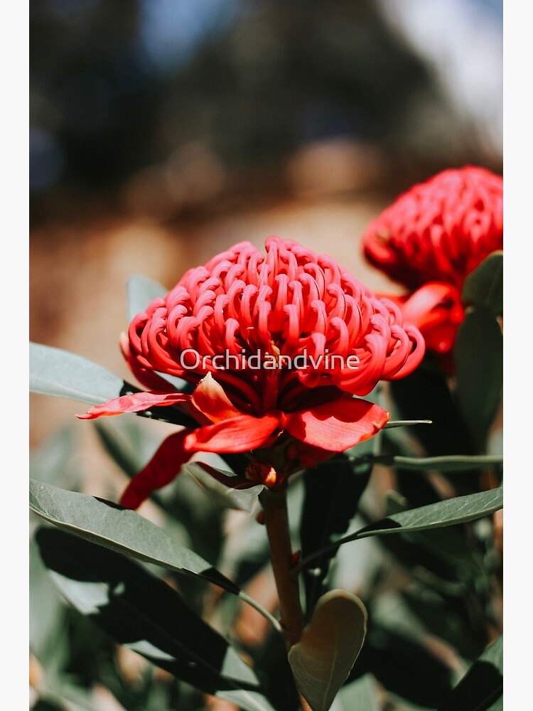 "Australian Native Waratah Flower" Poster for Sale by Orchidandvine