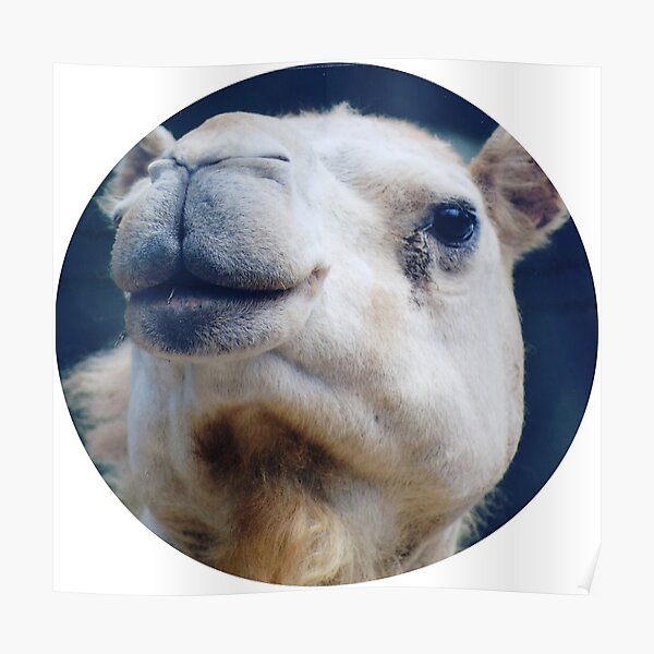 Camel Kisses Poster