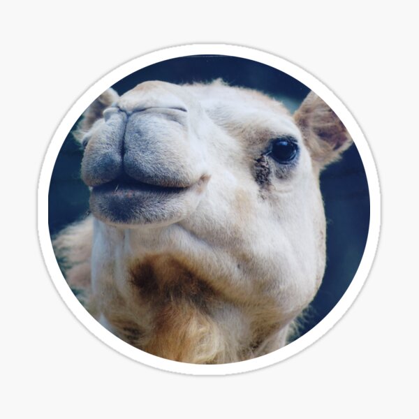 Camel Kisses Sticker