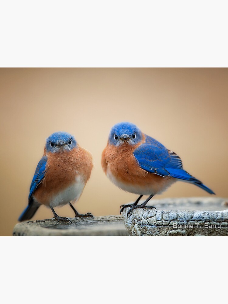 Bluebirds Get Their Feathers Ruffled - Good Stuff