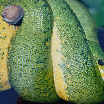 Artwork thumbnail, Green Tree Python by Christine Bialczak