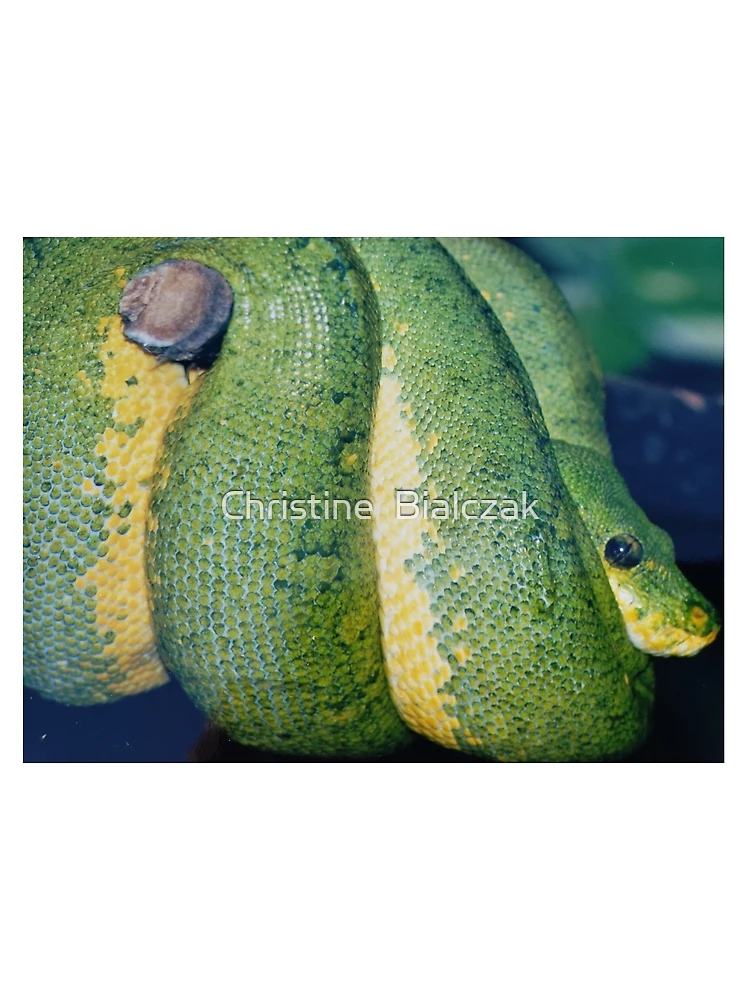 Thumbnail 3 of 3, Scarf, Green Tree Python designed and sold by Christine Bialczak.