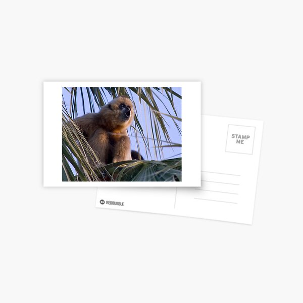 Call of the Wild Postcard