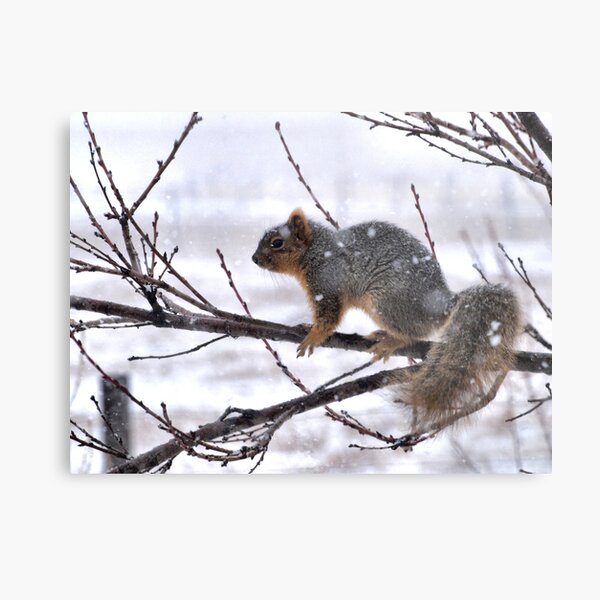 Cold Little Buddy Metal Print