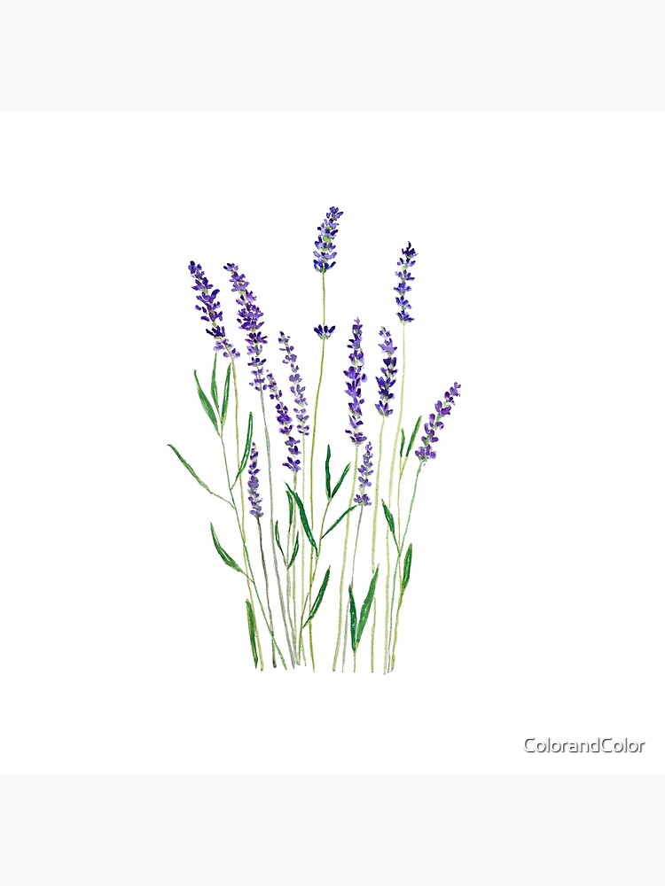 purple lavender by ColorandColor
