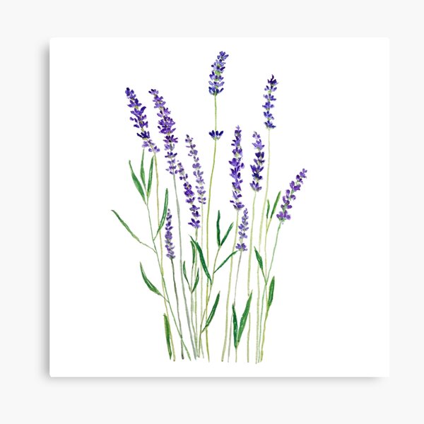 purple lavender Canvas Print