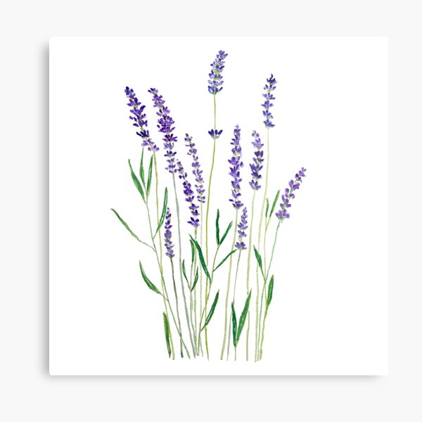 purple lavender Metal Print