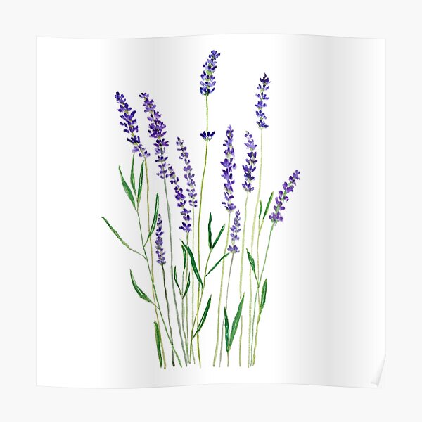 purple lavender Poster