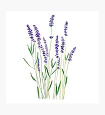 purple lavender Photographic Print