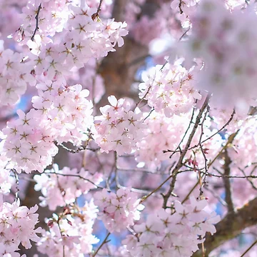 Artwork thumbnail, Spring time by Curious-Camera