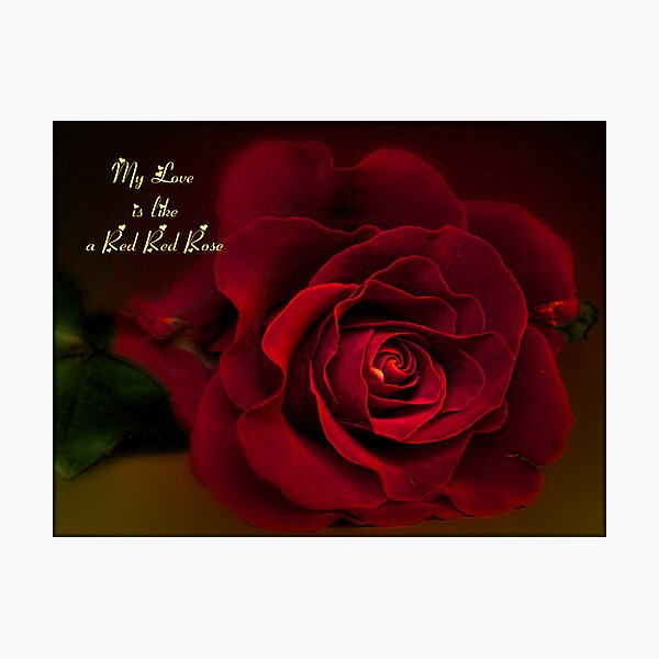 My Love is Like a Red Red Rose Photographic Print