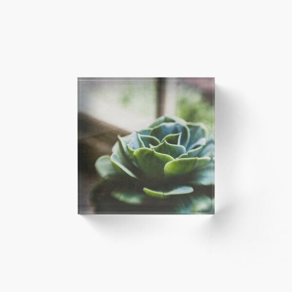Succulent In The Window Acrylic Block