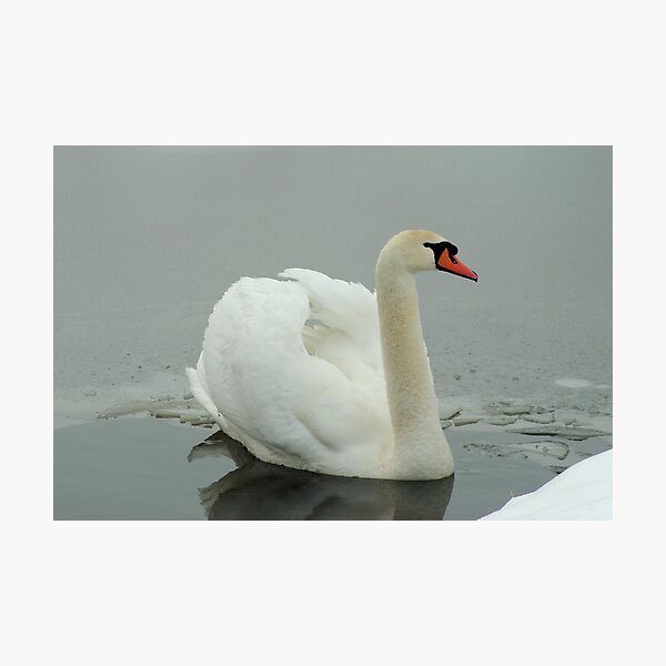 Winter elegance Photographic Print