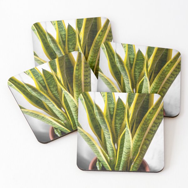 Item preview, House plant with green-yellow leaves designed and sold by iluphoto.
