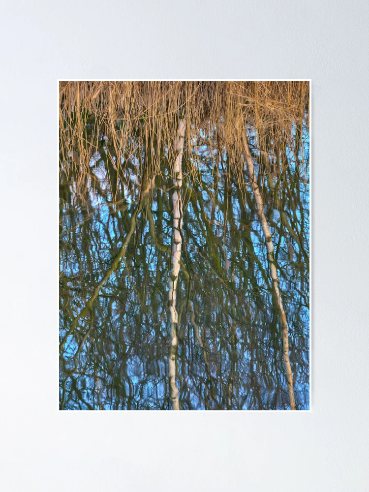Thumbnail 1 of 3, Poster, Reed Roots and Reflections designed and sold by brimo.