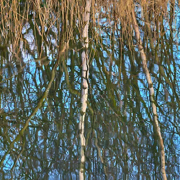 Artwork thumbnail, Reed Roots and Reflections by brimo