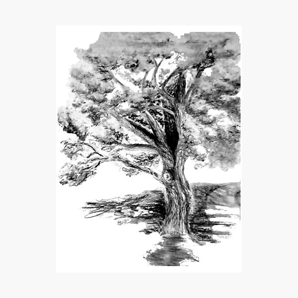 Old Maple Tree Photographic Print