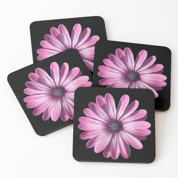 Item preview, Spectacular African Daisy Isolated On Black designed and sold by taiche.