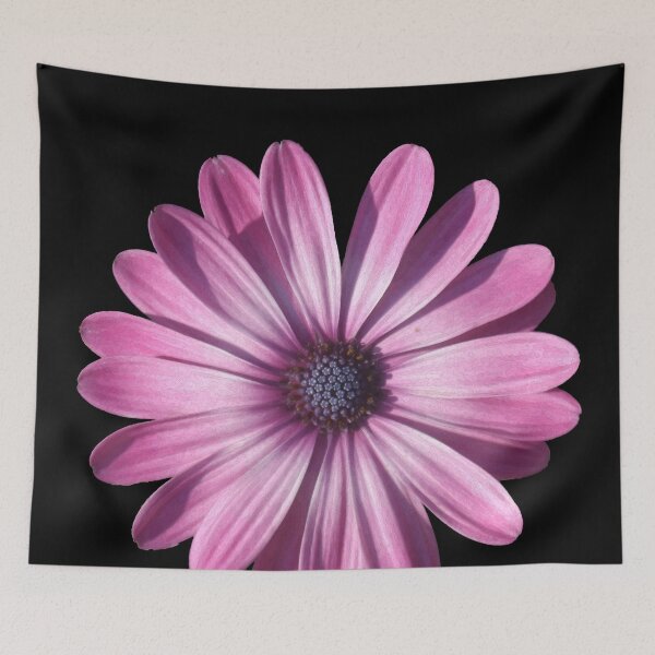 Item preview, Spectacular African Daisy Isolated On Black designed and sold by taiche.