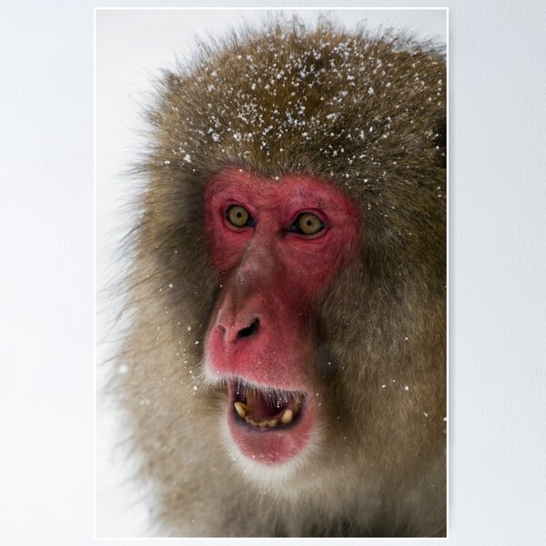 Japanese Macaque Poster