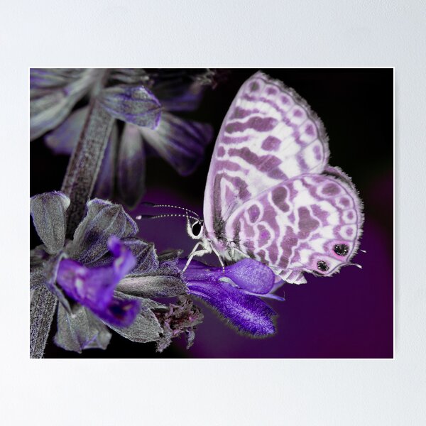 Item preview, Purple take on a Skipper Butterfly designed and sold by Richard Majlinder.