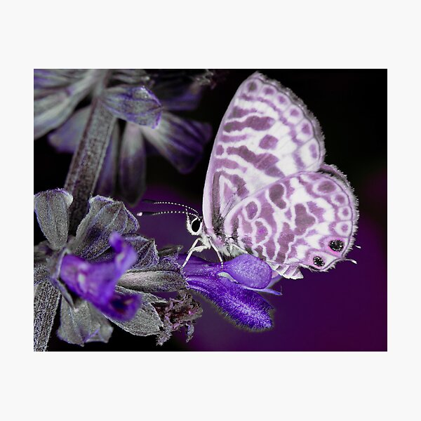 Item preview, Purple take on a Skipper Butterfly designed and sold by Richard Majlinder.