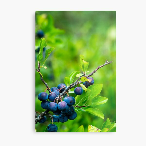 Wild Fruit Metal Print
