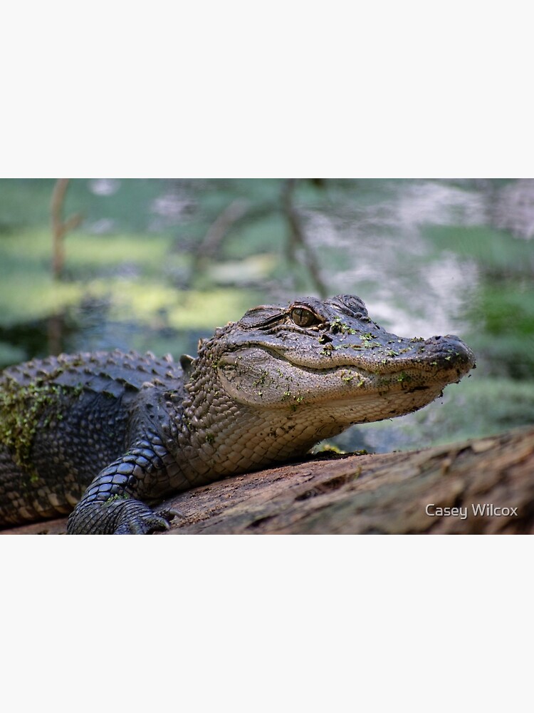 Alligator Resting Shower Curtain