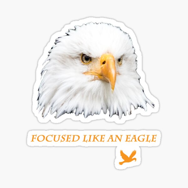 Geschenkidee Weißkopfseeadler fokussiert wie ein Adler Sticker