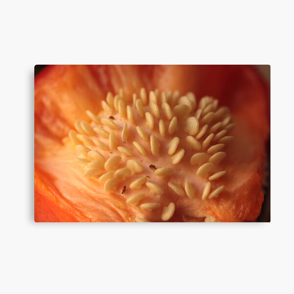 mons fertilis Canvas Print