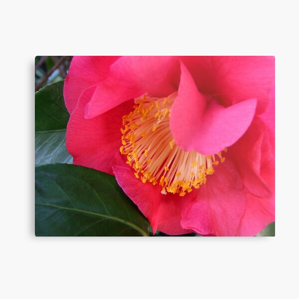 Item preview, Pretty Stamens designed and sold by kkmarais.