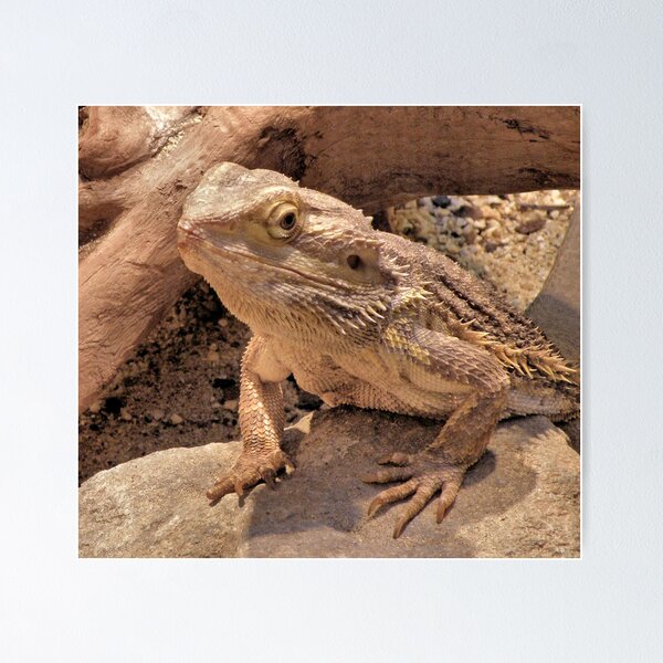 Item preview, Horny Toad designed and sold by SuddenJim.