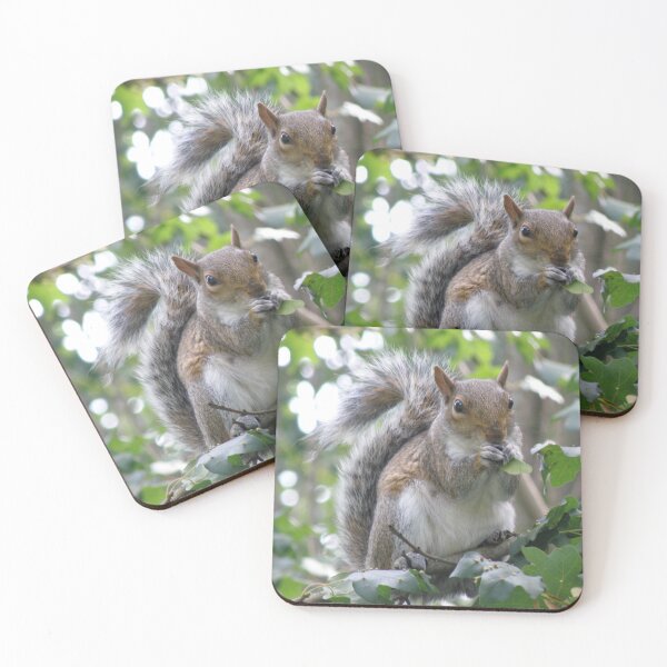 Item preview, Grey Squirrel Eating Sycamore Seeds Photograph designed and sold by naturegallery.
