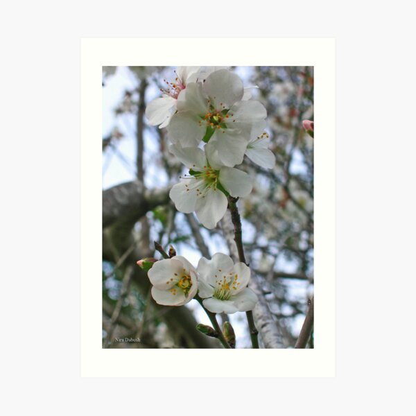Blossoming of Almond Art Print
