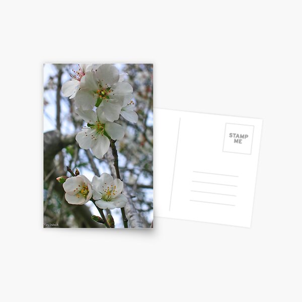 Blossoming of Almond Postcard
