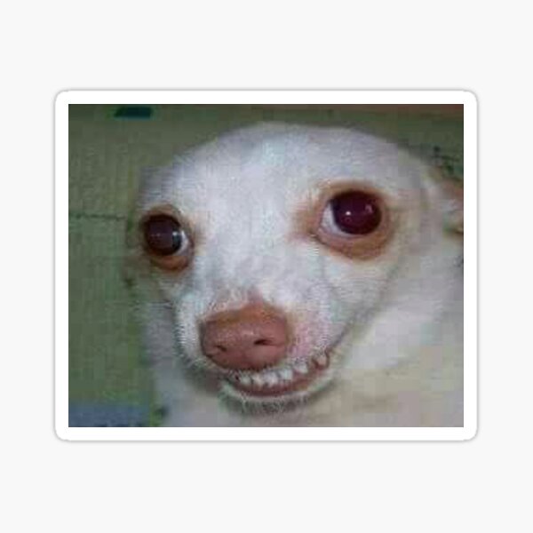 Beautiful Chihuahua Sticker By Annnnnnnnnnie Redbubble