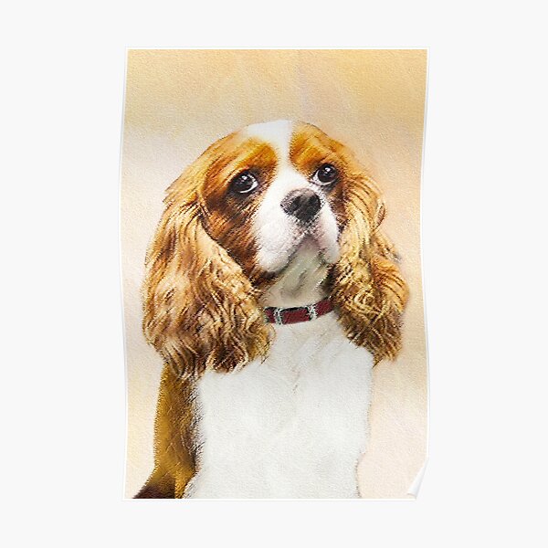 Cavalier King Charles Spaniel Poster
