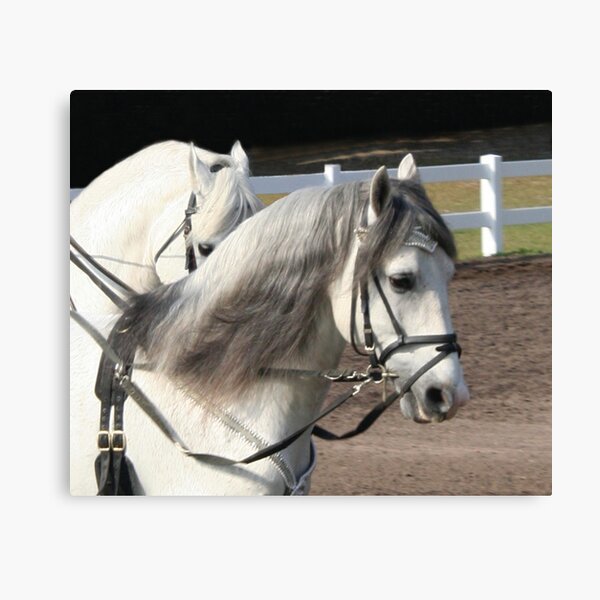 Lipizzan Stallions Canvas Print