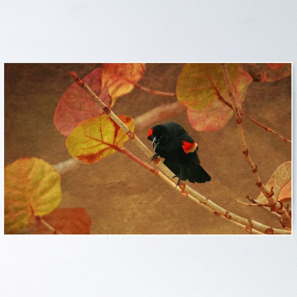 Item preview, Redwing Blackbird designed and sold by glink.