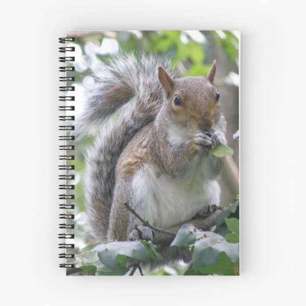 Item preview, Grey Squirrel Eating Sycamore Seeds Photograph designed and sold by naturegallery.